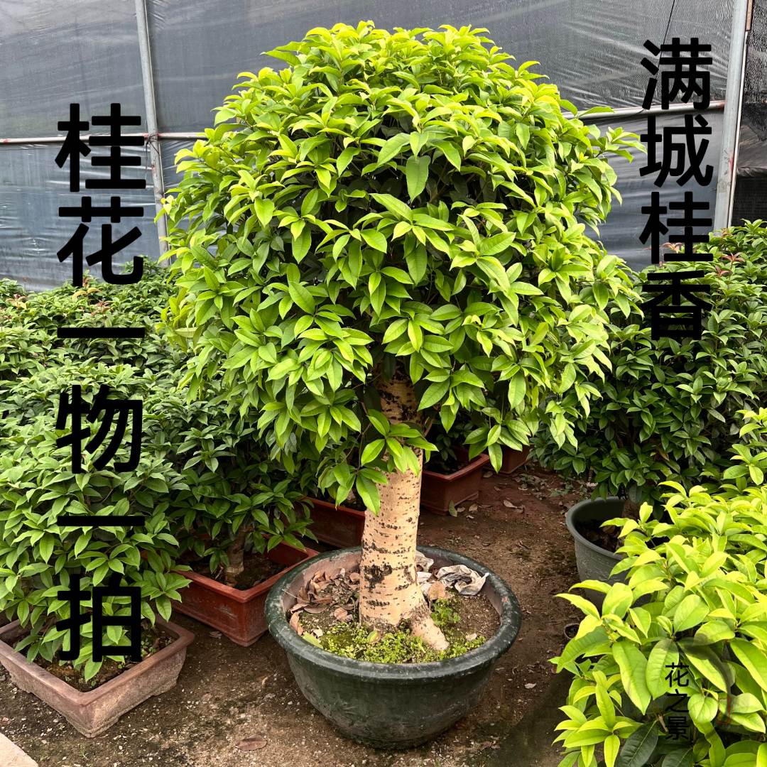 优质品种桂花树 浓香型 四季开花 四季常青 阳台 庭院 花园 树桩