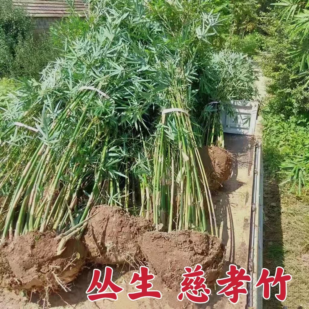 慈孝竹丛生慈孝竹孝顺竹四季长青风景竹风水竹盆栽地栽金品凤尾竹