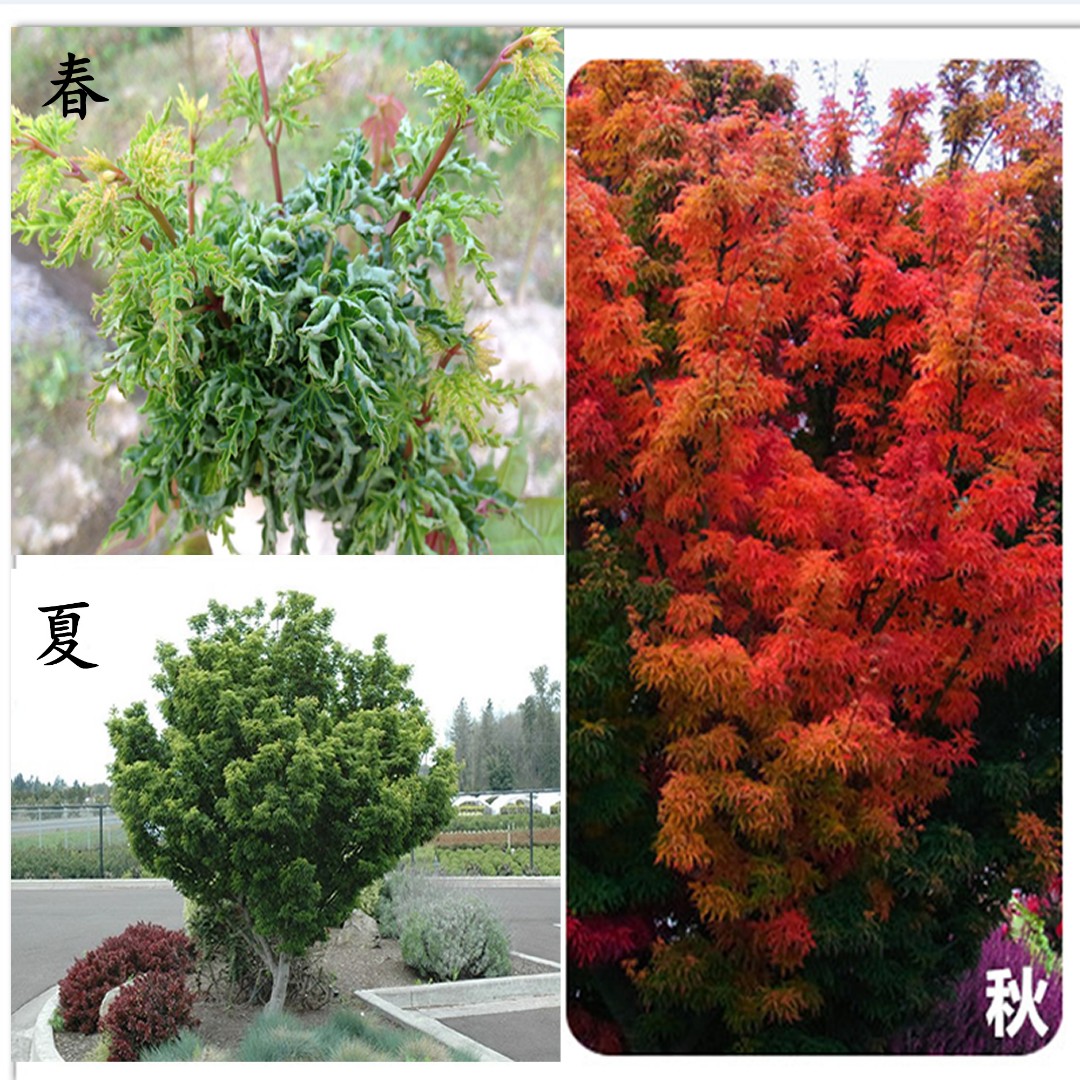 芦岭枫树园 狮子头 盆栽 庭院矮性小叶枫叶红枫/正常48小时内发货