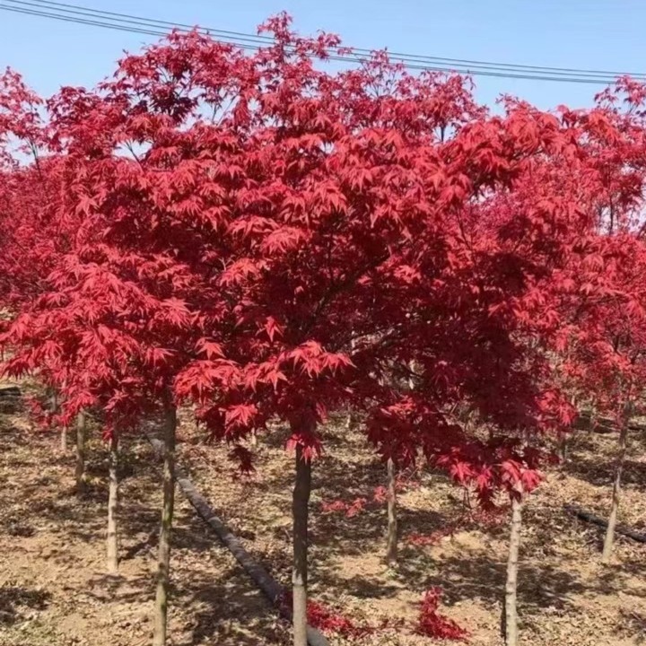 地栽三季红枫，中华小叶红红枫