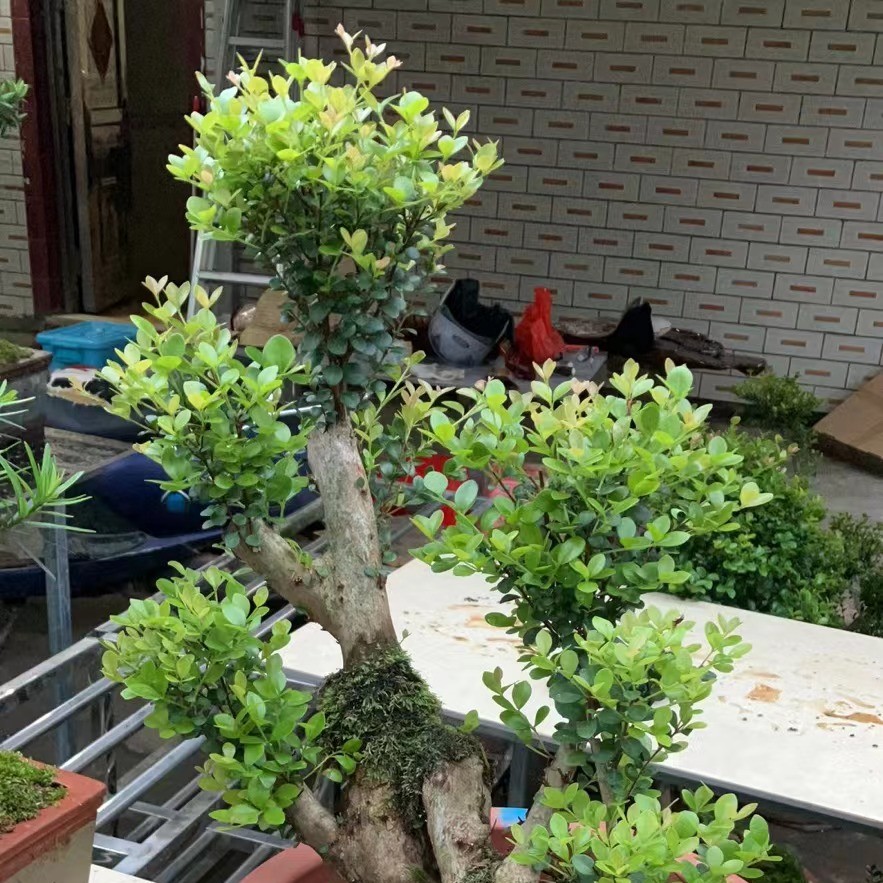 好养活小叶赤楠盆景