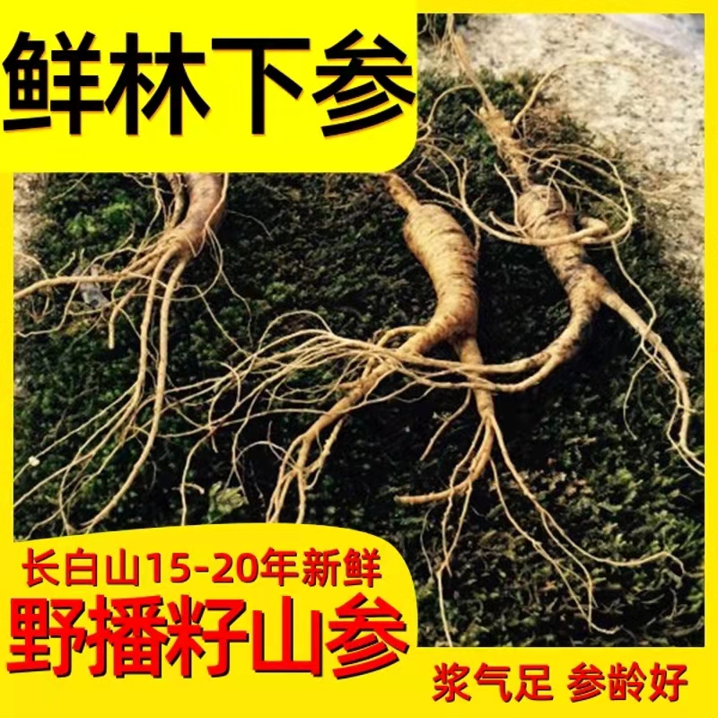 菁苔岭现挖人参新鲜营养林下参长白山林下山参15g以上煲汤泡水