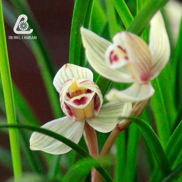 珍荷维西荷瓣兰花矮种细叶莲瓣兰办公室书房桌面绿植细叶兰草