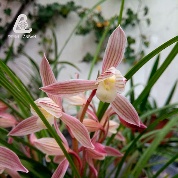 人面桃花 细叶素心色花 云南莲瓣兰自然养殖老种兰花红花赤壳素