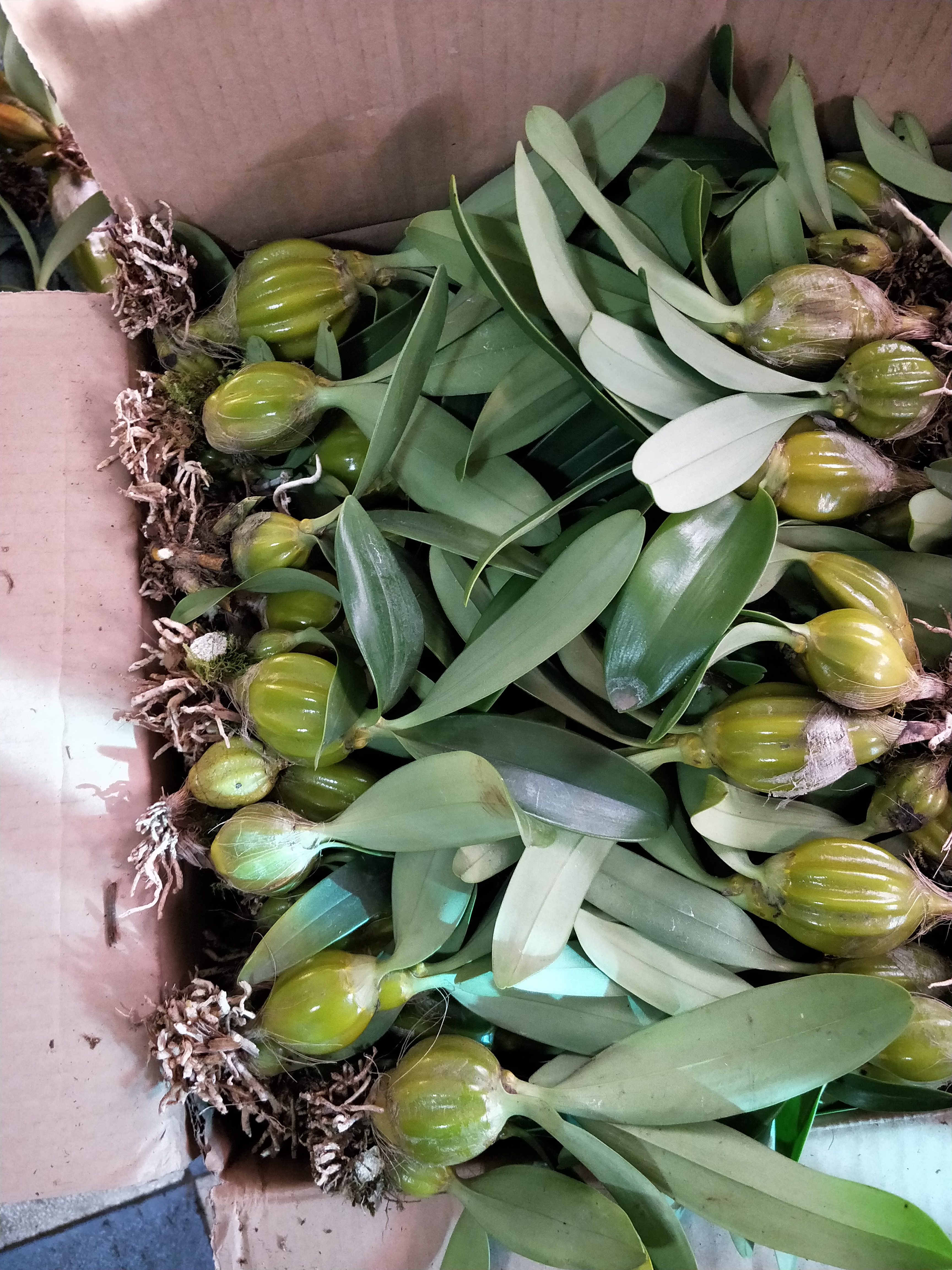 鼓锤石斛兰不用土的植物