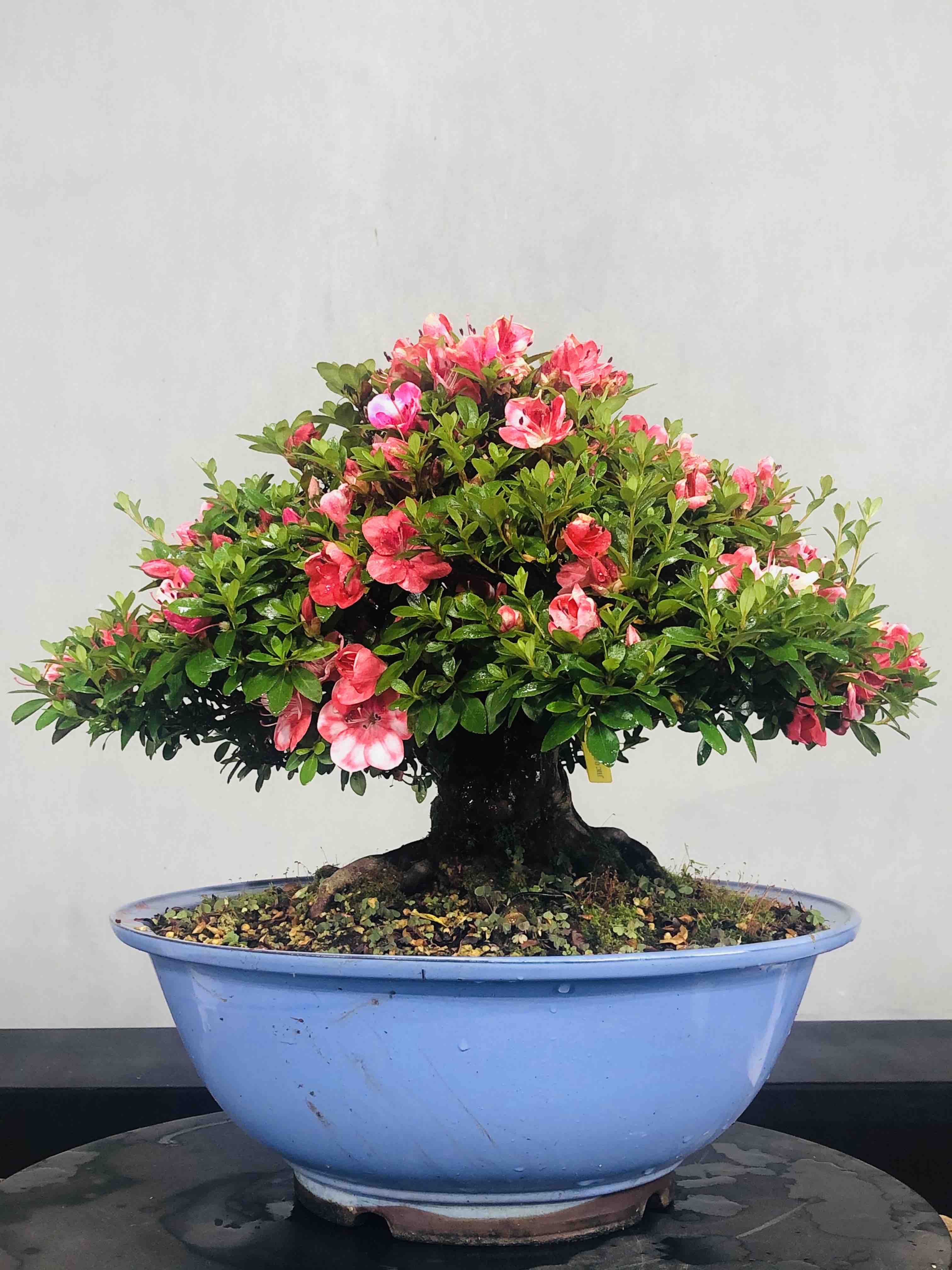 直播链接松柏，杜鹃，杂木 请勿私拍