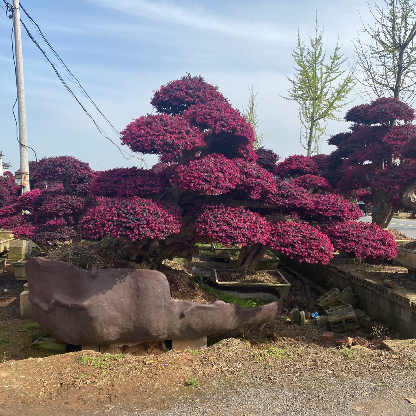 红花檵木盆景树老桩大型精品庭院别墅观赏树四季长红不落叶地景树