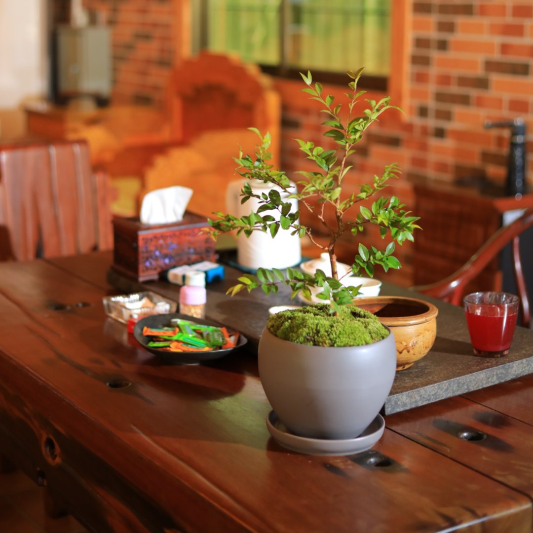 JIN YONG PENG/金永鹏树葡萄 嘉宝果绿植盆景庭院造景春季秋季