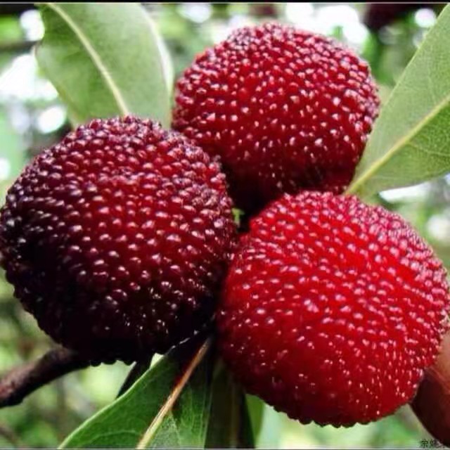 【东魁杨梅苗】庭院苗绿化苗果树适合南方种植对版苗