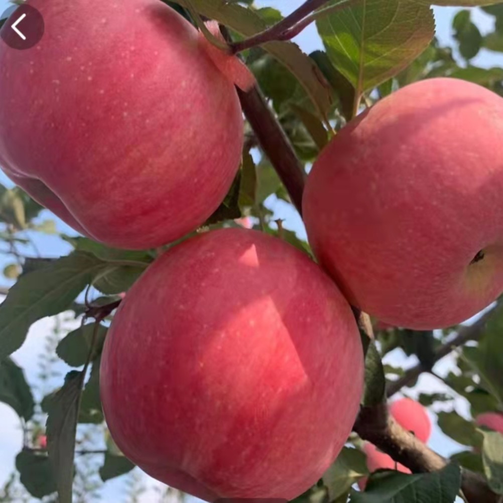 大连溯源红安卡苹果  净重4.5斤起全国包邮 新鲜脆甜