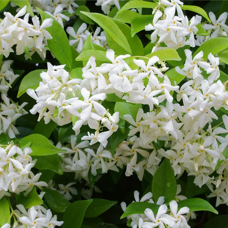 【伟枫居】爬藤植物银丝茉莉风车茉莉香花卉庭院阳台花卉四季常青