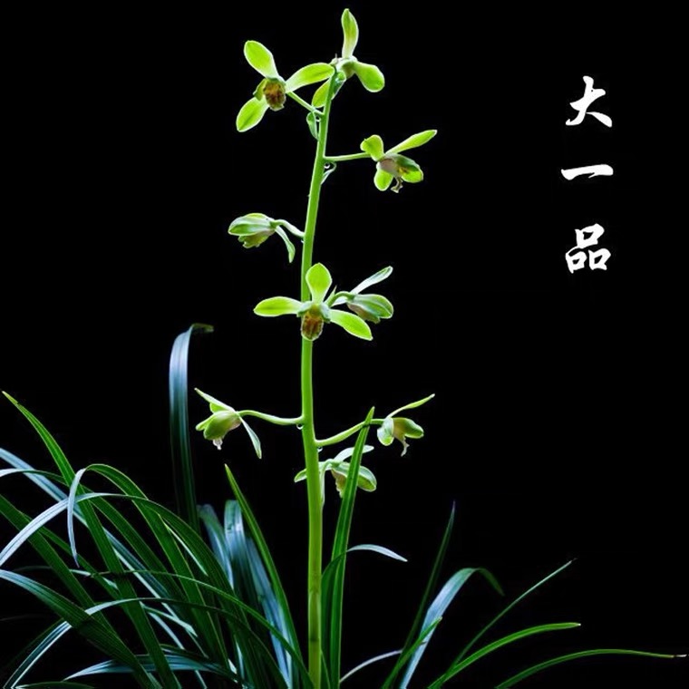 （直播链接）兰花一物一拍直播间可以寄养