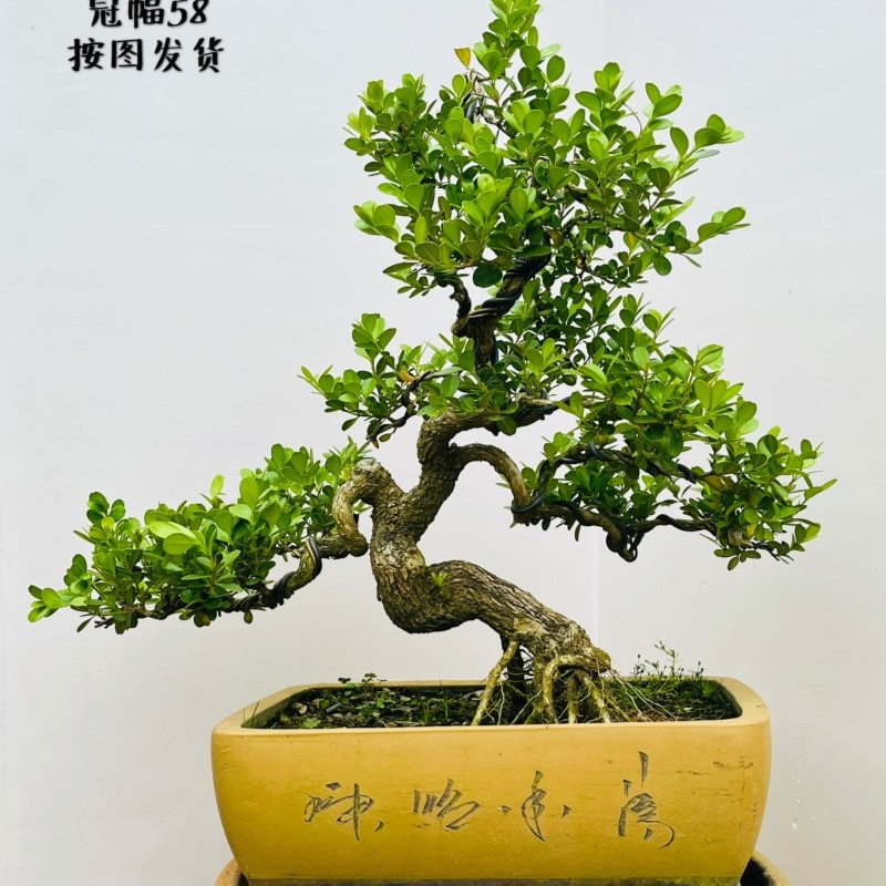 【一物一拍】精品盆景 树桩盆景艺术盆景
