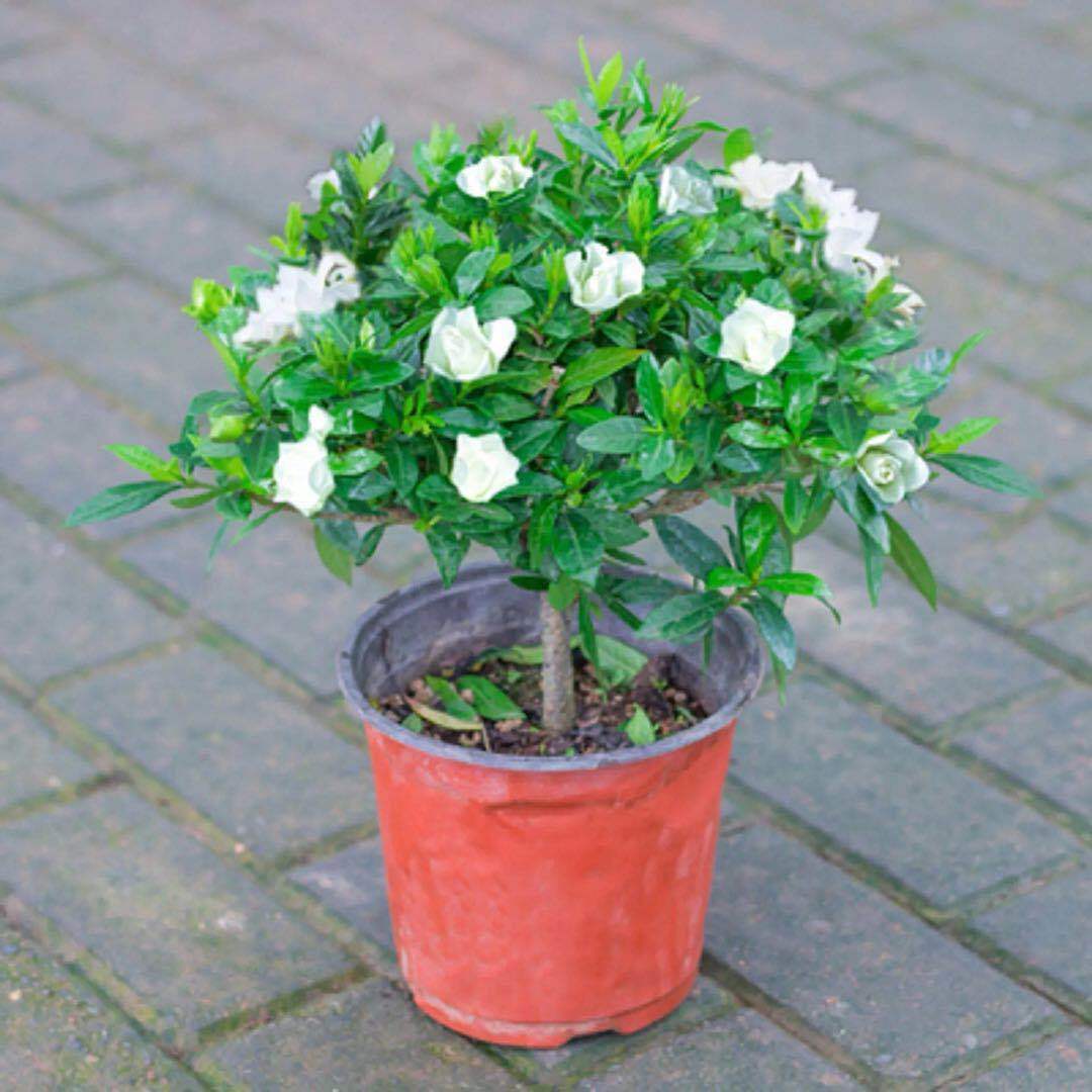 独杆小叶栀子四季开花带花苞浓香趣味阳台庭院美观栀子花白色冬季
