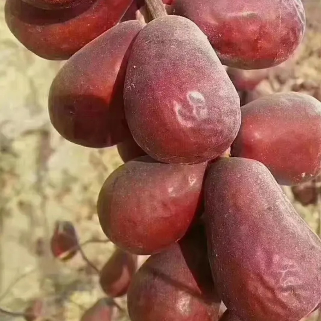 2025和田大枣二级 拍5斤送半斤 新疆红枣带土原生态无添加