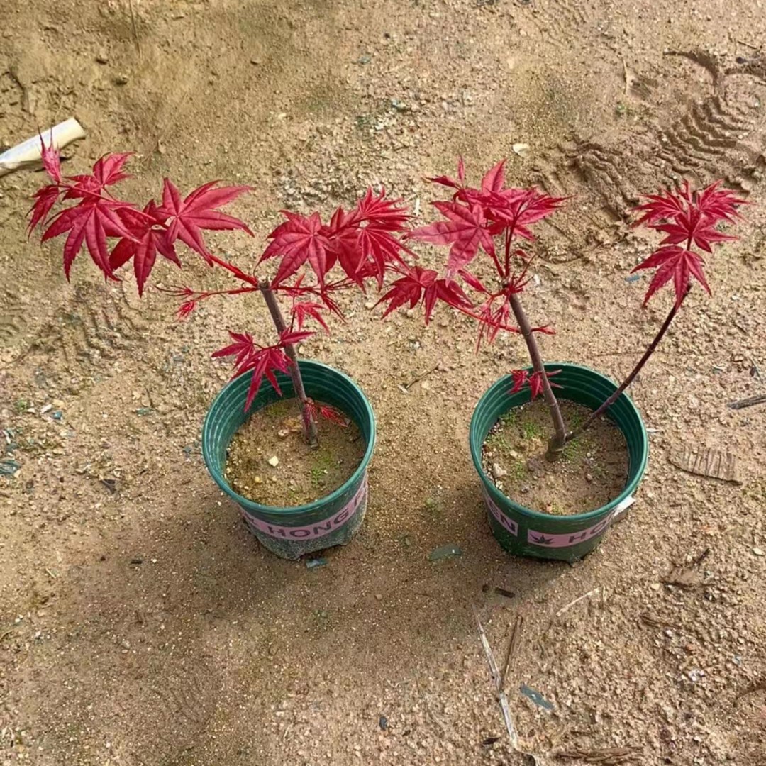 红枫盆栽红舞姬三季红观叶小苗庭院阳台办公桌客厅
