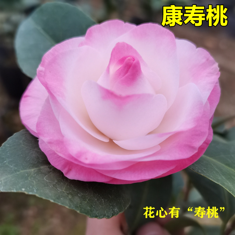 康寿桃茶花粉红色美琳达嫁接正宗名贵稀有品种庭院阳台盆栽树绿植