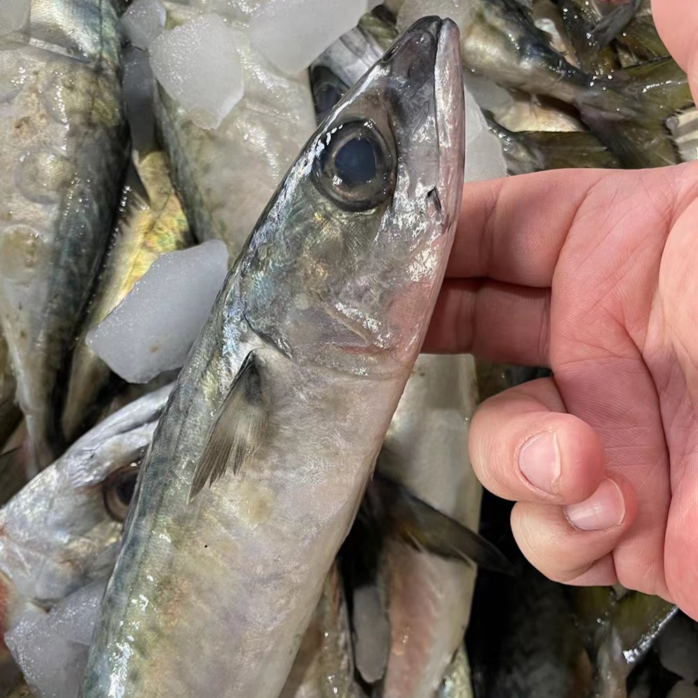 黄沙港新鲜海捕 青占鱼 8斤装 顺丰包邮