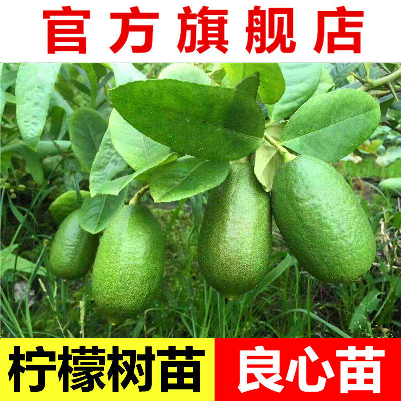 香水柠檬苗树苗南方嫁接四季食用地栽少籽柠檬果树苗阳台盆栽种植