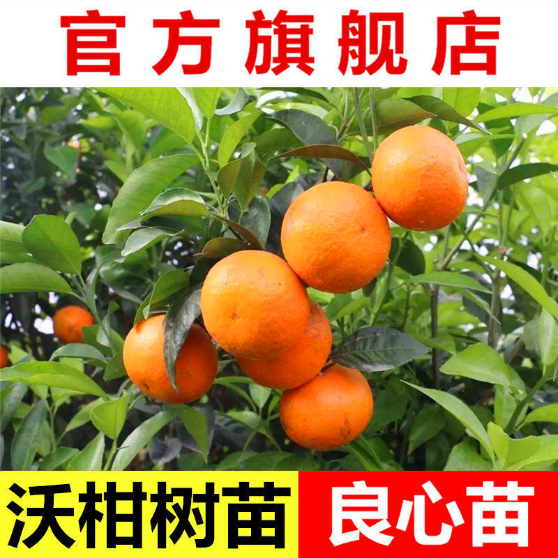 广西正宗091无核少核沃柑树苗武鸣沃柑嫁接苗柑桔苗橘子果树苗