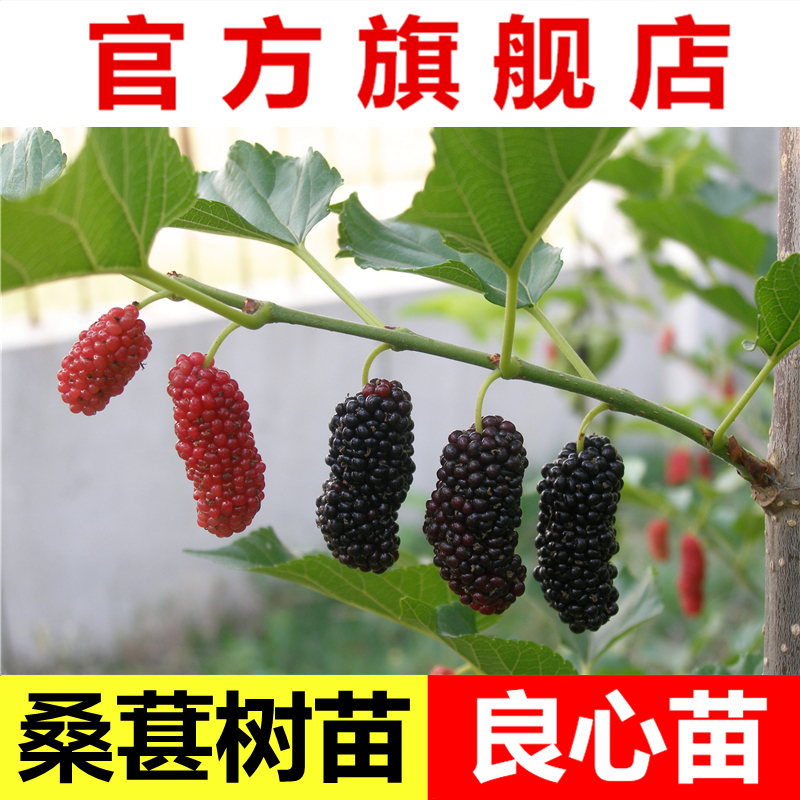 桑葚苗树苗长果桑果苗嫁接苗四季大果桑苗南方盆地栽带泥带叶包邮