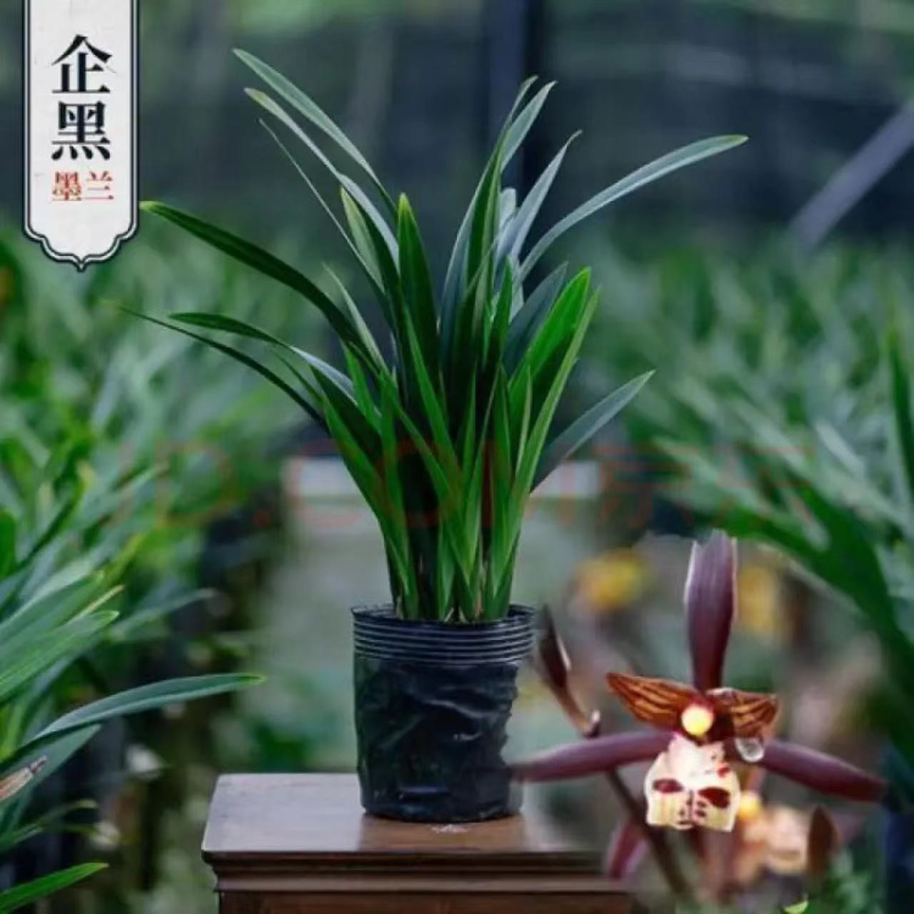 （带花）裸根发货人工种植墨兰企黑带花剑花苞好养四季常绿浓香型