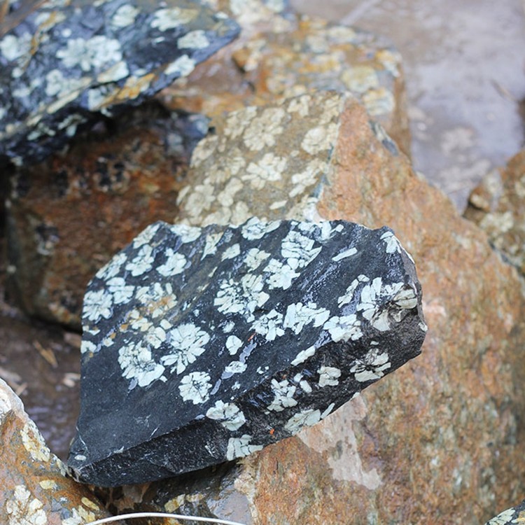 4号链接 天然奇石洛阳牡丹石摆件