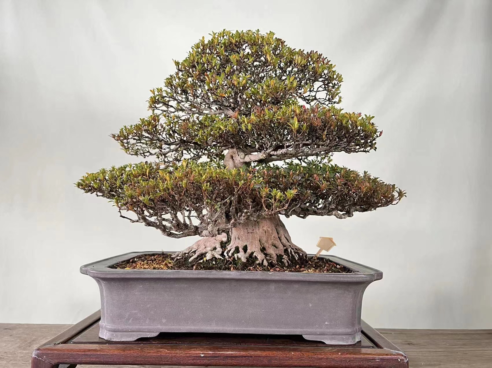 罗汉松直播销售一拍一物