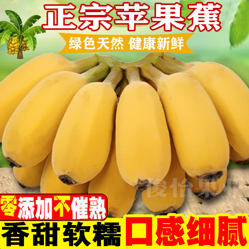 广西苹果蕉香甜5斤/9斤应季新鲜水果香蕉西贡蕉粉蕉芭蕉俊怡果业