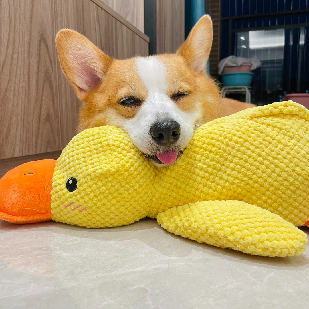 华元宠具(hoopet)大号超大号宠物用品猫咪猫猫狗狗犬用品大全