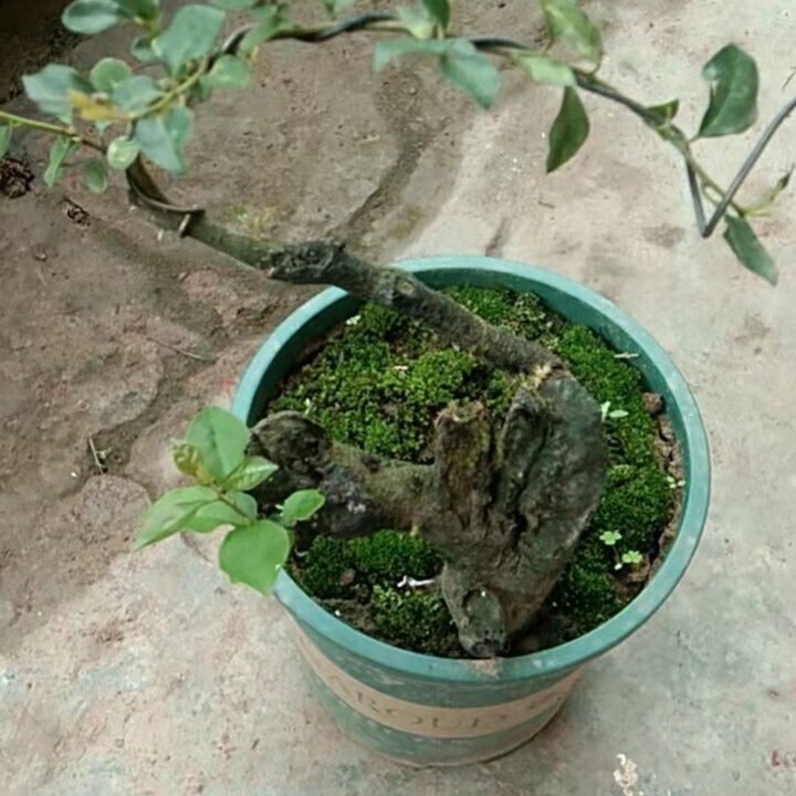 金弹子盆景一物一拍