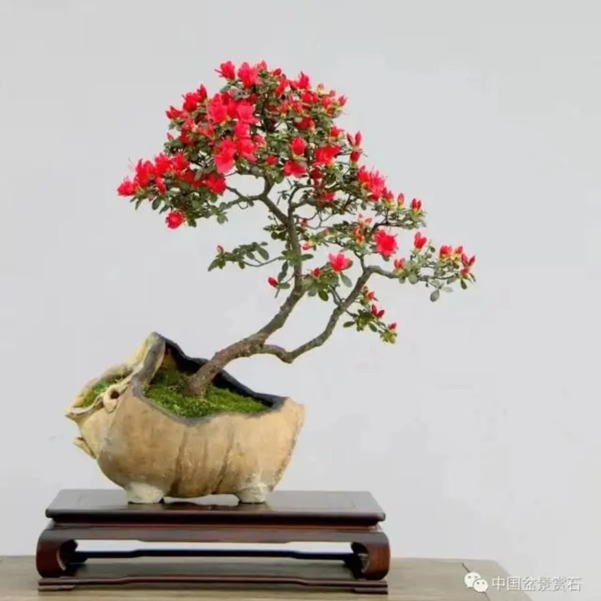 高端盆景素材直播间一物一拍（慎拍）