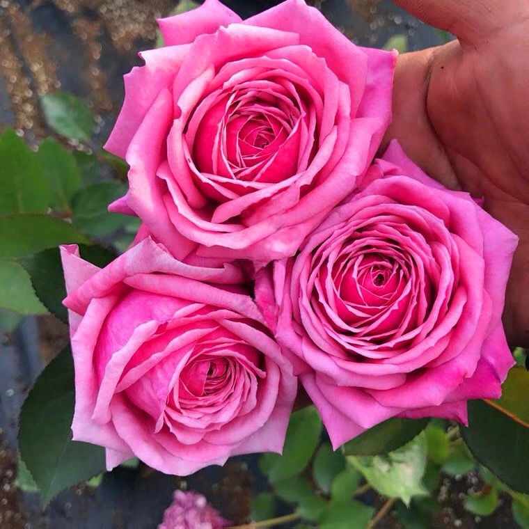 结爱月季花苗阳台大花浓香盆栽灌木花卉开花庭院木本花卉玫瑰