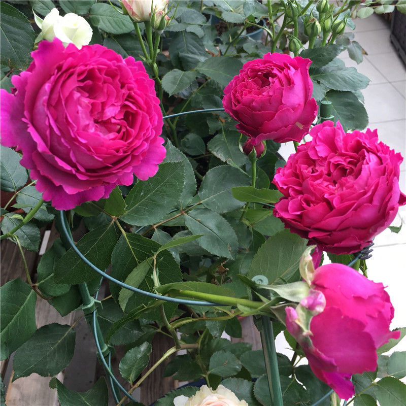 浓香型伊芙芳香花园月季 日本月季切花浓香阳台庭院盆栽紫色玫瑰
