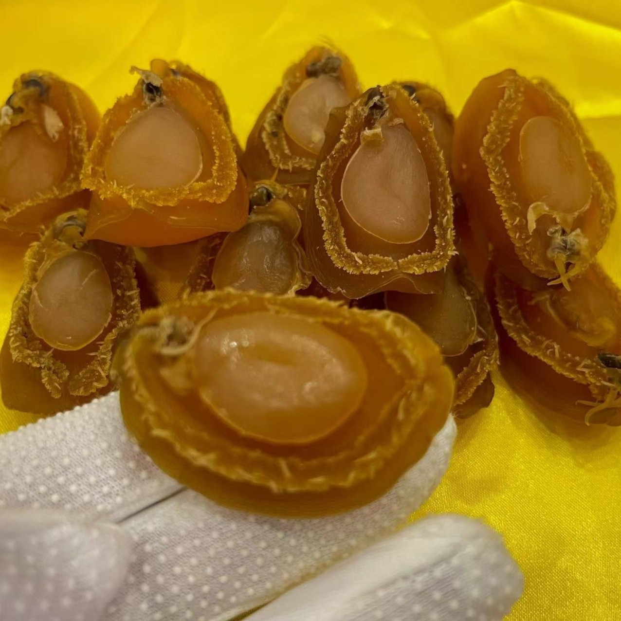 40头   大连   黄金鲍鱼    250g-500g