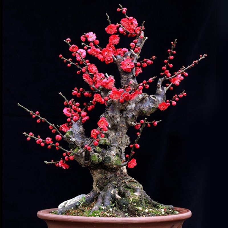 （春信盆景园艺）梅花盆栽老桩红梅乌羽玉盆景树苗花卉耐寒植物