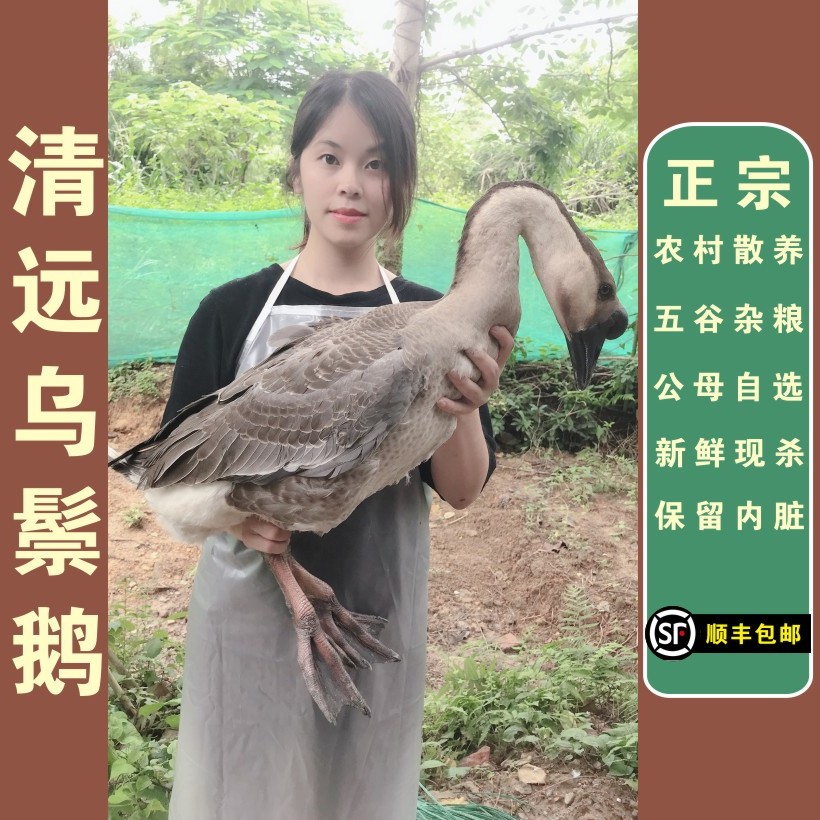 清远农村散养乌鬃鹅  喂谷 当天宰杀当天发 顺丰冷链