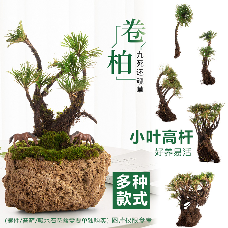 小叶卷柏九死还魂草假山吸水石植物桌面花卉绿植微型盆景水培盆栽