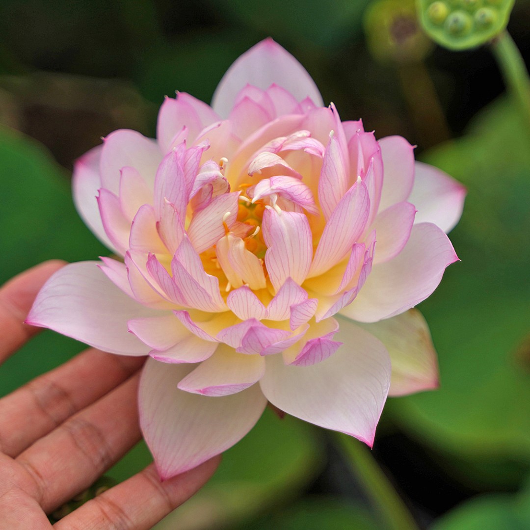 周劲松中小型【粉魁】多年生粉色简单大花水生培植物碗莲荷花种藕苗
