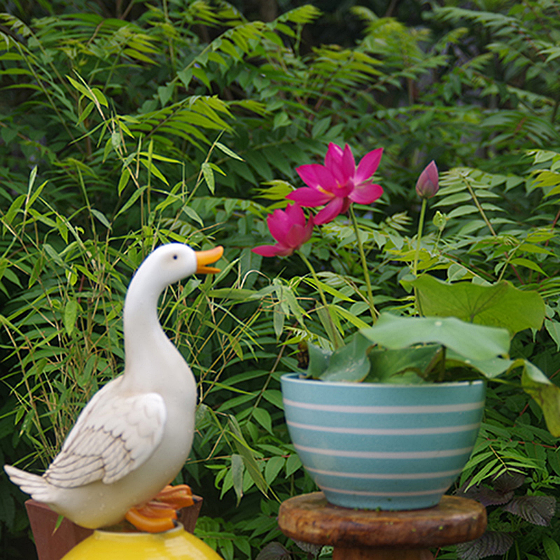 周劲松【紫仙•惊鸿】家庭窗阳露台小型碗莲水生培植物种藕苗