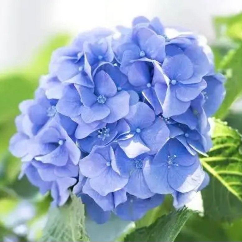 绣球花无尽夏大花绣球各品种室内庭院四季好养的开花盆栽花卉植物