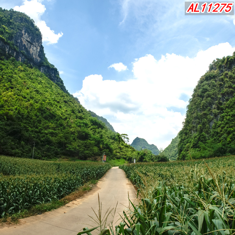 【李小二推荐】农村户外玉米下麦油菜花3d背景布直播间背景墙布