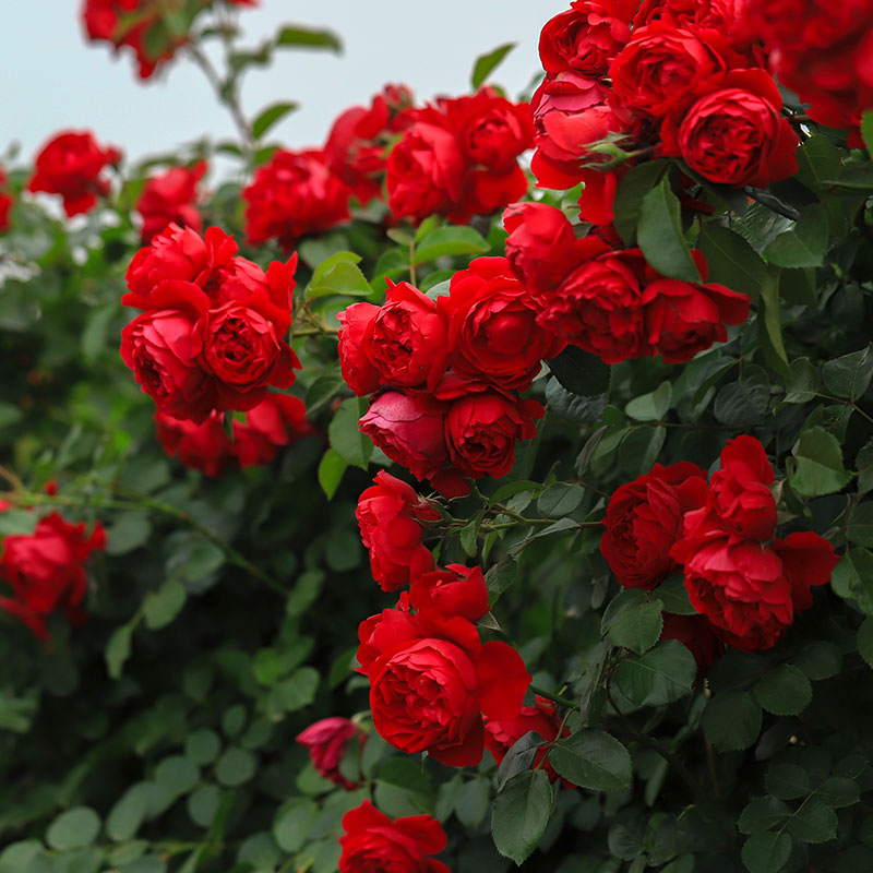 佛罗伦蒂娜 藤本月季大花浓香爬藤蔷薇多季节开花苗庭院耐寒植物