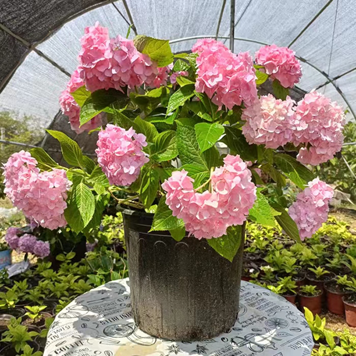 绣球花苗无尽夏阳台大花绣球基地绿植花卉盆栽
