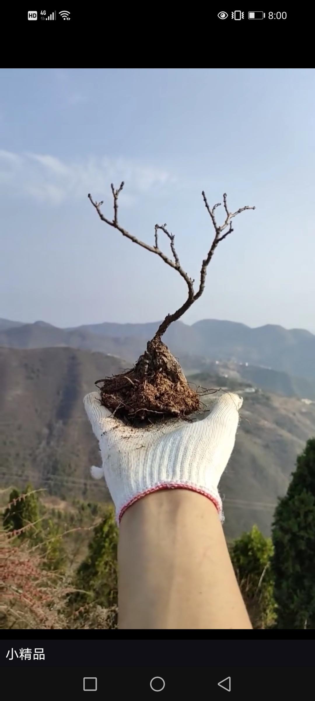 香山红叶黄栌 盆景素材
