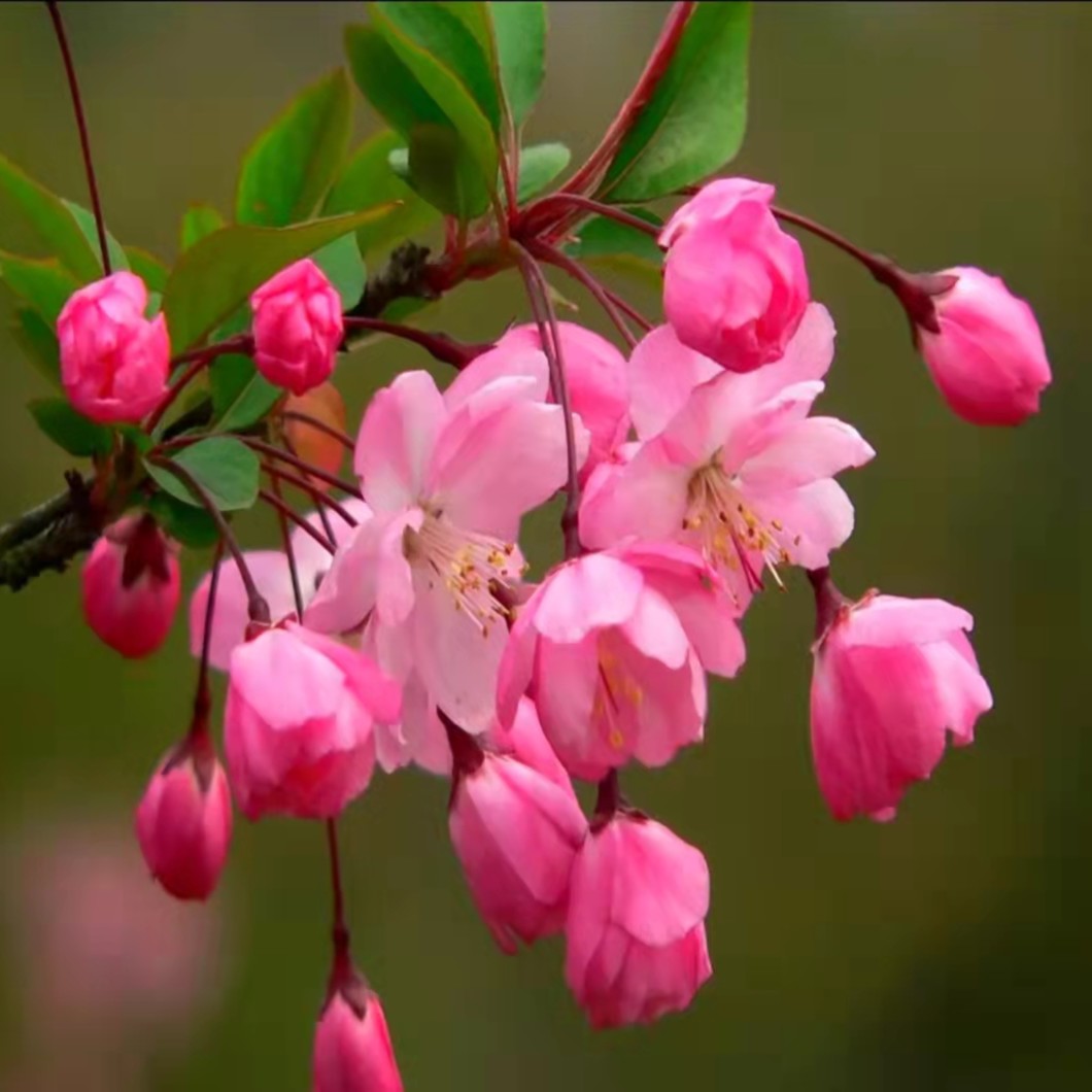 【老桩造型海棠】海棠花多头盆栽盆景耐寒室内外开花重瓣