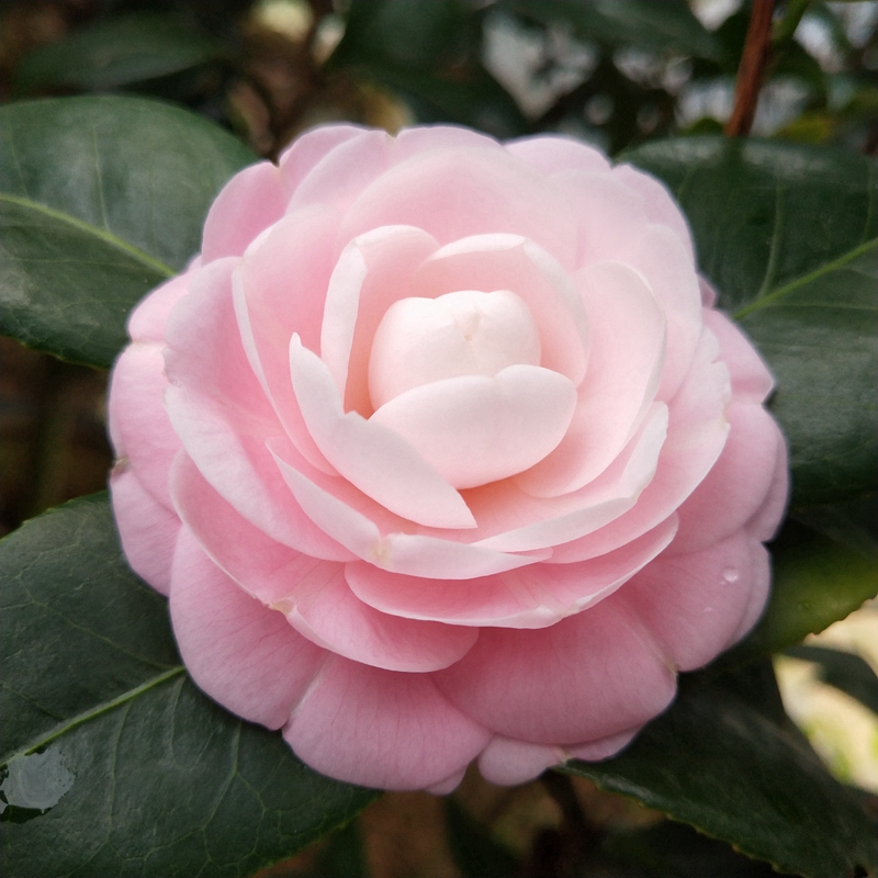 宫粉茶花盆栽华东经典山茶花品种当年开花庭院大棵绿植小桃红精选