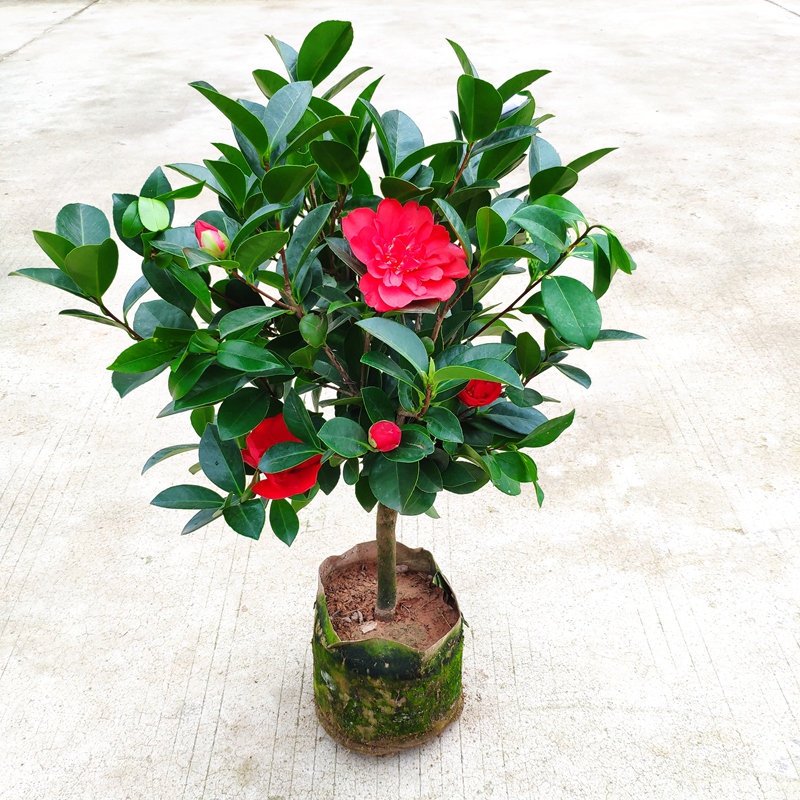 四季重瓣夏日系列大型花主室内盆栽好养植物阳台花卉庭院大棵精选