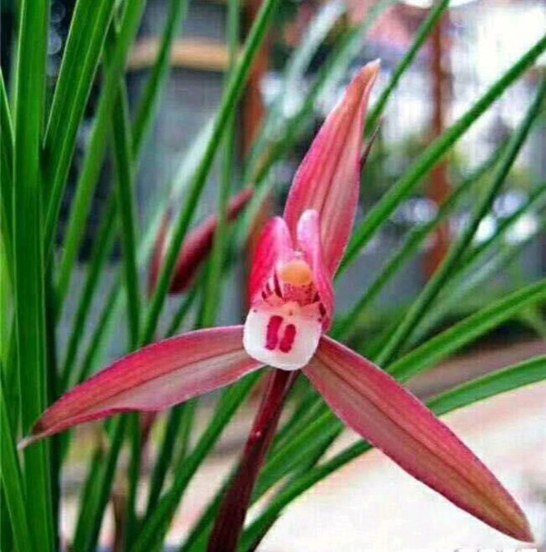 春兰红花吴凤细斜立叶