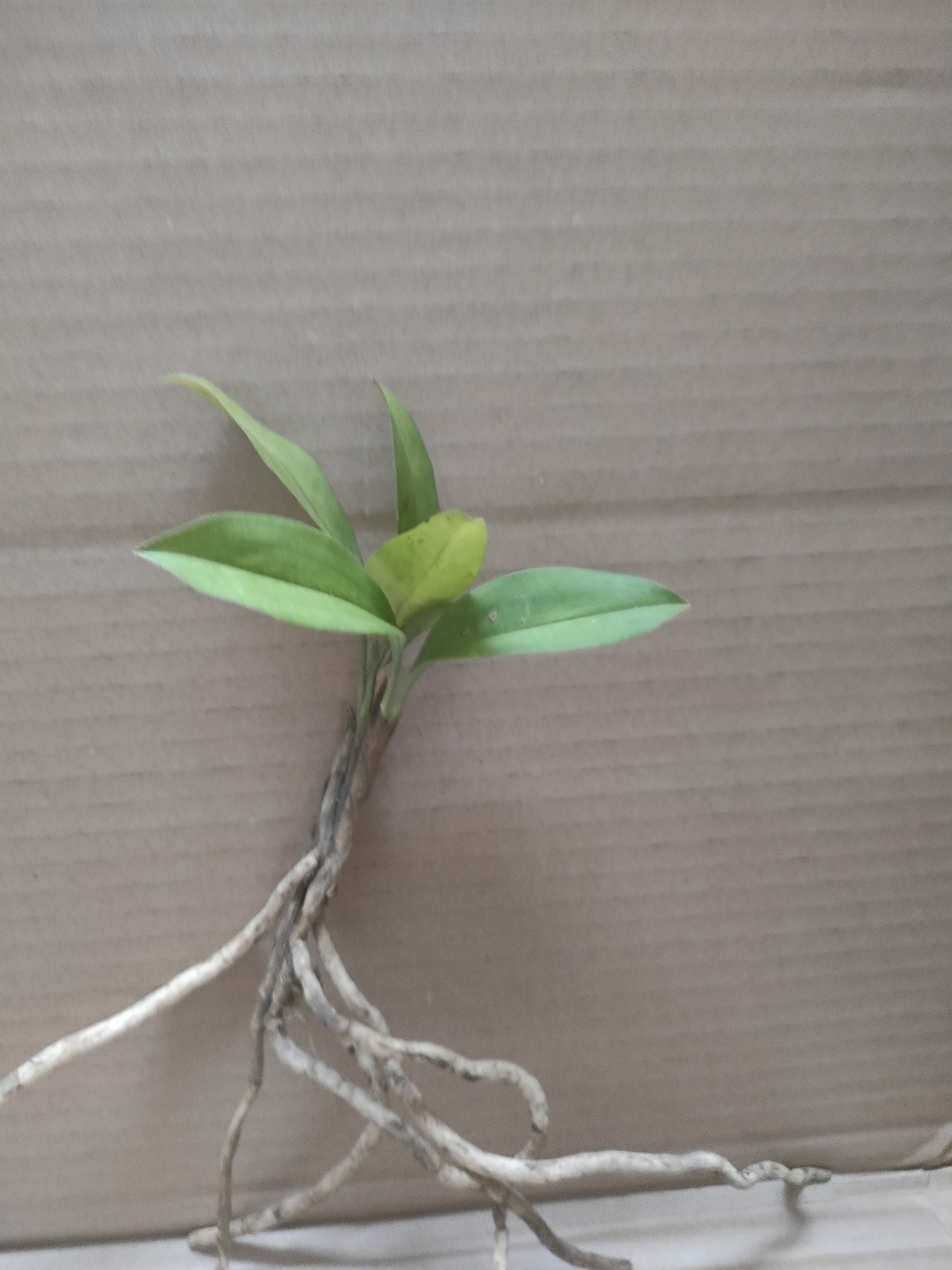 兰花兔耳兰，满50包邮